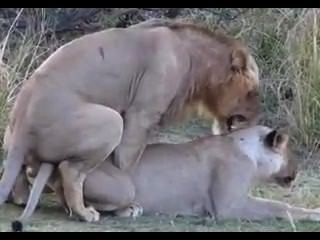 funny lion